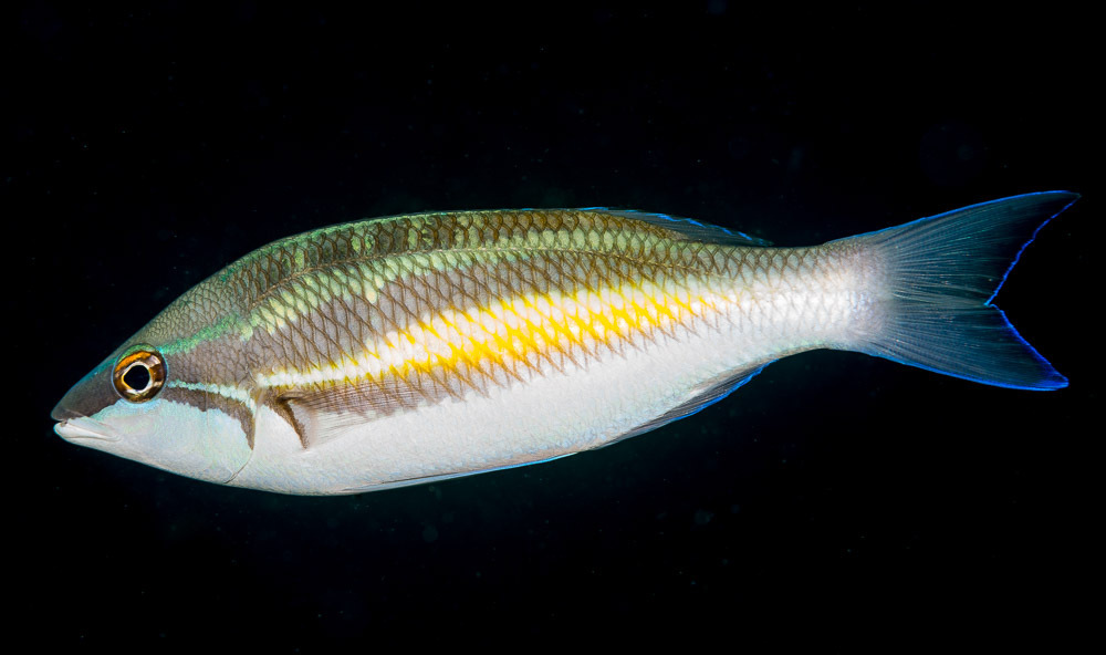 Three-Striped Whiptail