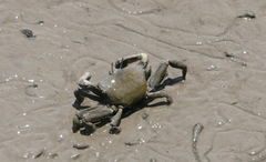 Venitus latreillei