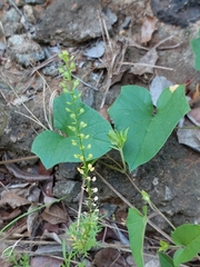 Lepidium bonariense