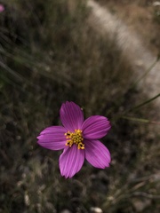 Cosmos crithmifolius