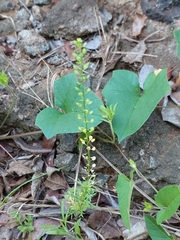 Lepidium bonariense