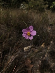 Cosmos crithmifolius