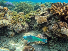 Scarus rubroviolaceus