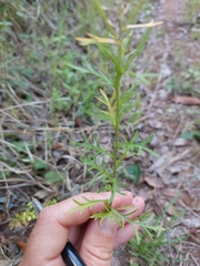 Lepidium bonariense