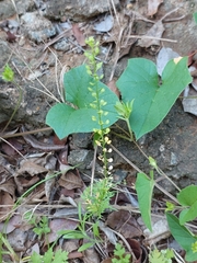 Lepidium bonariense
