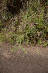 Polygala virgata