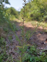 Lepidium bonariense