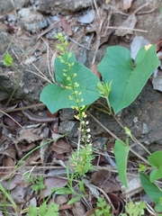 Lepidium bonariense