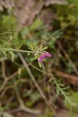 Polygala virgata