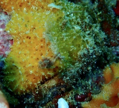Porifera