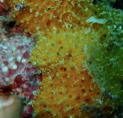 Porifera