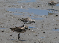 Calidris ruficollis