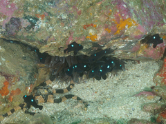 Ophiarachnella