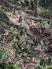 Eucalyptus tindaliae