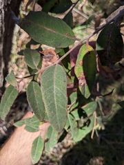 Eucalyptus tindaliae