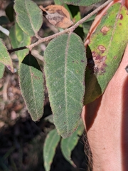 Eucalyptus tindaliae