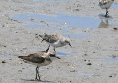 Calidris ruficollis