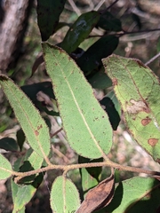 Eucalyptus tindaliae