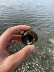 Cipangopaludina chinensis