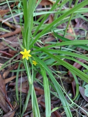Hypoxis angustifolia