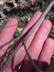Eucalyptus tindaliae