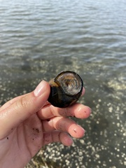 Cipangopaludina chinensis