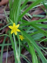 Hypoxis angustifolia