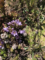 Gentianella foliosa