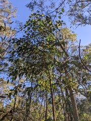 Eucalyptus tindaliae