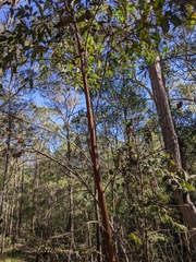 Eucalyptus tindaliae