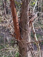 Eucalyptus tindaliae