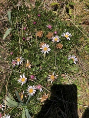 Werneria crassa crassa