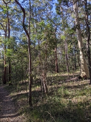 Eucalyptus tindaliae