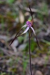 Caladenia versicolor