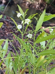 Kraussia floribunda