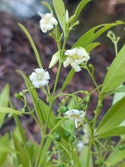 Kraussia floribunda