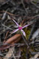 Caladenia versicolor