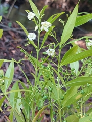 Kraussia floribunda