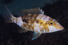 Lethrinus variegatus