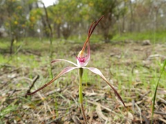 Caladenia versicolor