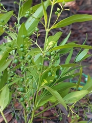 Kraussia floribunda