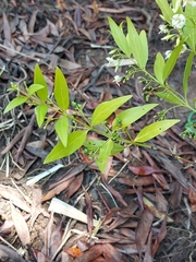 Kraussia floribunda