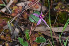 Caladenia versicolor