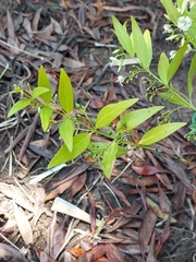 Kraussia floribunda