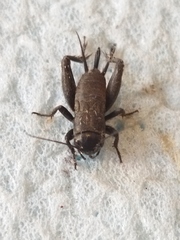 Melanogryllus desertus