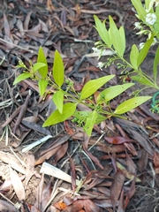 Kraussia floribunda