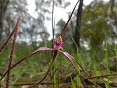 Caladenia versicolor