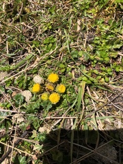 Senecio repens