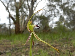 Caladenia villosissima