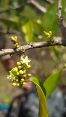 Erythroxylum